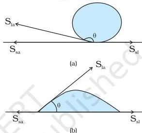 Mechanical Properties of Fluids Class 11 Notes: Pressure, Viscosity and Surface Tension Water forming droplets on a lotus leaf versus spreading on a clean plastic plate, showing how the angle of contact controls wetting