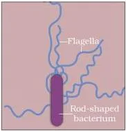 Microbes in Human Welfare Class 12 Microbes in human welfare class 12 — bacteria in three forms: rod-shaped, spherical, and a rod-shaped cell with flagella, at different magnifications