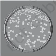 Microbes in Human Welfare Class 12 Viruses: (a) A bacteriophage; (b) Adenovirus which causes respiratory infections; (c) Rod-shaped Tobacco Mosaic Virus (TMV). Magnified about 1,00,000–1,50,000X