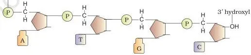 Molecular Basis of Inheritance Class 12 PDF (NCERT Chapter 5) Diagram of a polynucleotide chain showing the sugar-phosphate backbone with nitrogenous bases projecting from it and a free 5' phosphate at one end and a 3' OH at the other
