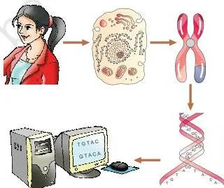 Molecular Basis of Inheritance Class 12 PDF (NCERT Chapter 5) Representative diagram of the Human Genome Project showing DNA fragmentation, cloning in BAC and YAC vectors, sequencing and computer-assisted assembly