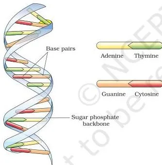 Molecular Basis of Inheritance Class 12 PDF (NCERT Chapter 5) DNA double helix showing stacked base pairs in the middle and sugar-phosphate backbones coiling round them in a right-handed spiral