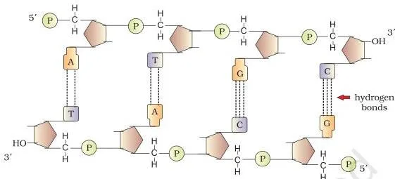 Molecular Basis of Inheritance Class 12 PDF (NCERT Chapter 5) Double-stranded DNA showing A paired with T and G with C across antiparallel strands, keeping the two backbones evenly spaced — a key diagram of the molecular basis of inheritance class 12 chapter