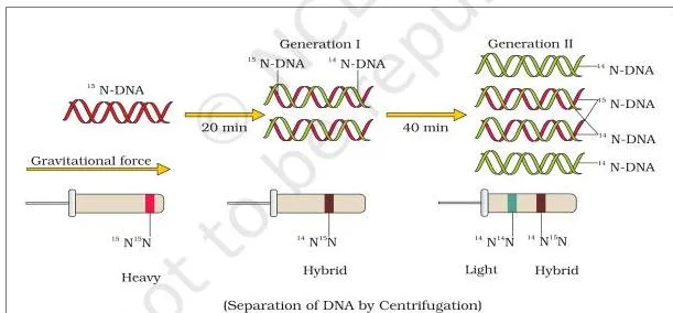 Molecular Basis of Inheritance Class 12 PDF (NCERT Chapter 5) Meselson and Stahl's experiment showing DNA bands in a CsCl gradient: all heavy before transfer, one hybrid band after one generation, and equal hybrid and light bands after two generations