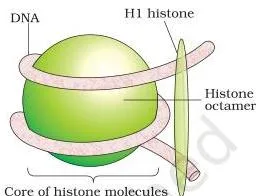 Molecular Basis of Inheritance Class 12 PDF (NCERT Chapter 5) A nucleosome showing negatively charged DNA wrapped around a positively charged histone octamer
