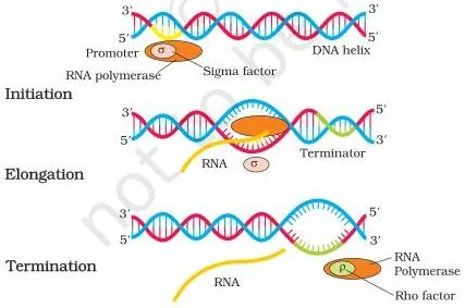 Molecular Basis of Inheritance Class 12 PDF (NCERT Chapter 5) Transcription in bacteria with sigma factor helping RNA polymerase initiate at the promoter and rho factor ending transcription at the terminator