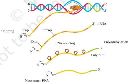 Molecular Basis of Inheritance Class 12 PDF (NCERT Chapter 5) Transcription and processing in eukaryotes in the nucleus, with capping at the 5' end, splicing removing introns, and tailing at the 3' end before mRNA exits