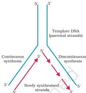 Molecular Basis of Inheritance Class 12 PDF (NCERT Chapter 5) A replicating fork with continuous synthesis on one template strand and discontinuous fragments on the other, joined by DNA ligase
