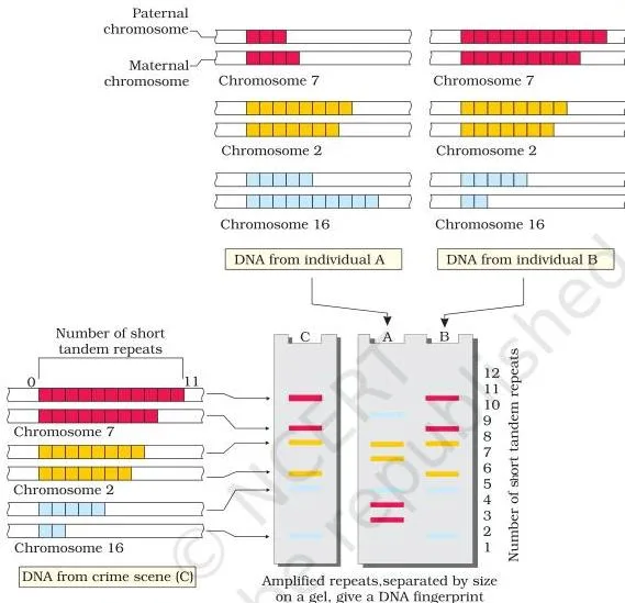 Molecular Basis of Inheritance Class 12 PDF (NCERT Chapter 5) DNA fingerprinting gel comparing VNTR band patterns: the crime scene sample lane matches individual B's band pattern, not individual A's
