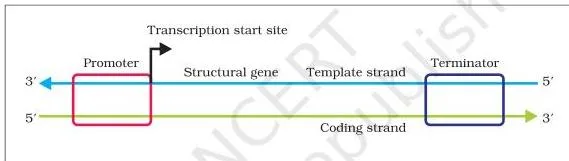 Molecular Basis of Inheritance Class 12 PDF (NCERT Chapter 5) Schematic structure of a transcription unit with the promoter upstream and terminator downstream of the structural gene, and template and coding strand labels