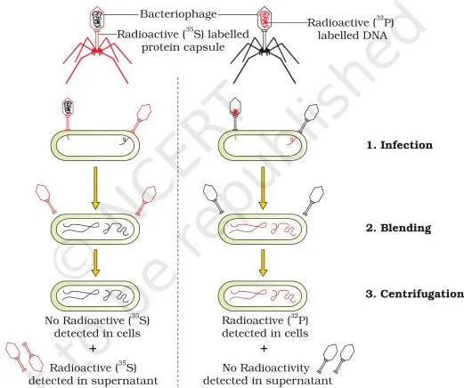 Molecular Basis of Inheritance Class 12 PDF (NCERT Chapter 5) The Hershey-Chase experiment steps: radioactive phages infecting E. coli, a blender stripping viral coats, and a centrifuge separating radioactive bacteria from empty coats