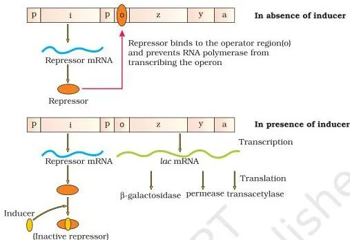 Molecular Basis of Inheritance Class 12 PDF (NCERT Chapter 5) The lac Operon