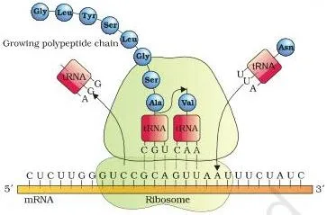 Molecular Basis of Inheritance Class 12 PDF (NCERT Chapter 5) Translation on a ribosome with mRNA threaded between the two subunits and amino acids being added sequentially to a growing polypeptide chain