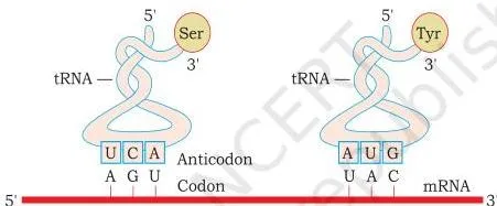 Molecular Basis of Inheritance Class 12 PDF (NCERT Chapter 5) Cloverleaf structure of tRNA with the anticodon loop at one end and the amino acid acceptor end at the other