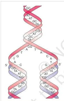 Molecular Basis of Inheritance Class 12 PDF (NCERT Chapter 5) The Watson-Crick model of semiconservative replication with parental strands separating and each directing synthesis of a complementary new strand