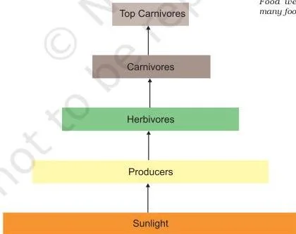 Our Environment Class 10: NCERT Chapter 13 Explained A diagram showing energy flowing in one direction from sunlight and producers through higher trophic levels, with the amount of energy shrinking at every step