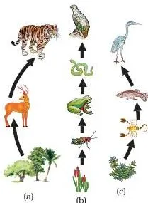 Our Environment Class 10: NCERT Chapter 13 Explained Three panels showing food chains in a forest, a grassland and a pond, with arrows pointing from each eaten organism to the animal that eats it