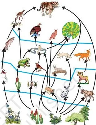 Our Environment Class 10: NCERT Chapter 13 Explained A branching food web made of several overlapping food chains, showing that each organism is generally eaten by more than one kind of consumer