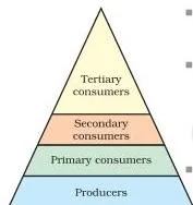 Our Environment Class 10: NCERT Chapter 13 Explained Tiered diagram of trophic levels from the Our Environment Class 10 chapter, with producers at the base and primary, secondary and tertiary consumers stacked above them