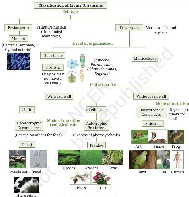 Diversity and Classification Class 9 Notes: Five Kingdoms Diversity and classification class 9 notes five kingdom concept map showing how cell type, cell wall, level of organisation and mode of nutrition split life into the five kingdoms