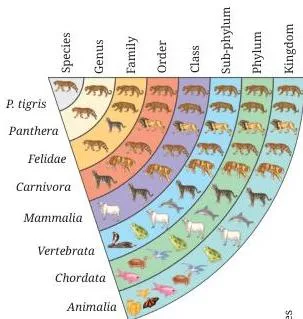Diversity and Classification Class 9 Notes: Five Kingdoms Pyramid of classification from Kingdom down to Species showing the tiger and the pea placed at every level, each lower level sharing more features