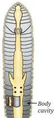 Diversity and Classification Class 9 Notes: Five Kingdoms Earthworm cross-section showing segmented body and body cavity, illustrating organ-system level organisation in Phylum Annelida