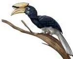 Diversity and Classification Class 9 Notes: Five Kingdoms A rufous-necked hornbill perched in a forest, illustrating how classifying bird species in the Pakke Tiger Reserve helps scientists study biodiversity patterns