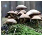 Diversity and Classification Class 9 Notes: Five Kingdoms Aspergillus mould showing its mycelium network of filaments, a fungus used to make enzymes and antibiotics