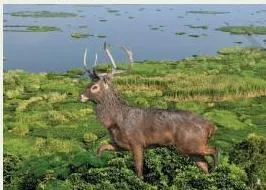 Diversity and Classification Class 9 Notes: Five Kingdoms Floating grasslands called phumdis on Loktak Lake in Manipur, habitat of the endangered Sangai dancing deer