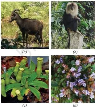 Diversity and Classification Class 9 Notes: Five Kingdoms World map marking regions like the Western Ghats and Himalayas that support many endemic species and face significant habitat loss, defining biodiversity hotspots