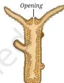 Diversity and Classification Class 9 Notes: Five Kingdoms A marine sponge with visible pores, showing the cellular level of body organisation in Phylum Porifera