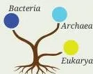 Diversity and Classification Class 9 Notes: Five Kingdoms Diagram of Carl Woese's three domains — Bacteria, Archaea and Eukarya — showing microscopic life is more diverse than the five kingdom system suggested