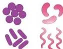 Diversity and Classification Class 9 Notes: Five Kingdoms Microscope view of bacteria and cyanobacteria, single-celled prokaryotes grouped under Kingdom Monera because they lack a true nucleus