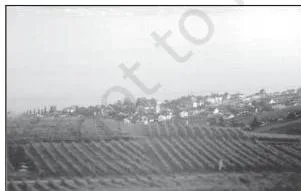 A vineyard on a slope in Switzerland, showing viticulture specialisation in Mediterranean-type regions