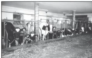 A well-kept dairy farm in Austria with livestock in sheds, showing capital-intensive milch animal rearing