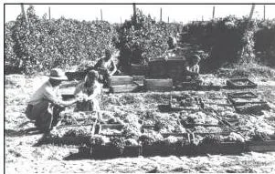 Workers collecting grapes on a collective farm in Kazakhstan, where land and labour were pooled under social ownership