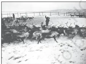 Cattle grazing on an open ranch under commercial livestock rearing, a settled and specialised system
