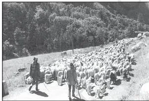 Nomads driving their sheep up mountain slopes at the start of summer, an example of vertical transhumance