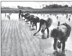Farm workers transplanting rice seedlings by hand in a flooded paddy field