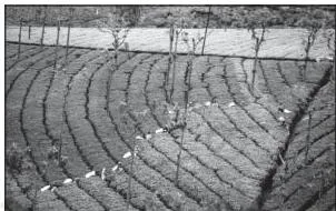 Tea bushes planted in rows on a hill slope, showing how plantation farming uses favourable terrain