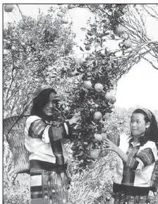Women collecting oranges in Mizoram, showing that gathering still survives as a livelihood today