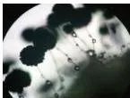 Reproduction How Life Continues Class 9 Notes Fungus Rhizopus with thread-like hyphae and round spore sacs, showing spore formation as an asexual reproduction method