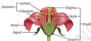 Reproduction How Life Continues Class 9 Notes Longitudinal section of a flower showing sepals, petals, stamens and the pistil, the four whorls used in plant reproduction