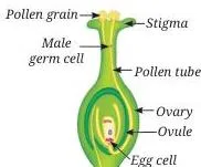 Reproduction How Life Continues Class 9 Notes Diagram of self-pollination and cross-pollination showing pollen transfer within one flower and between two plants for reproduction