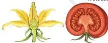 Reproduction How Life Continues Class 9 Notes Pollen grain germinating on a stigma with a pollen tube growing down the style to the ovule, the path to fertilisation