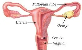 Reproduction How Life Continues Class 9 Notes Male reproductive system diagram showing the testes in the scrotum, vas deferens and urethra, labelled for reproduction exam questions