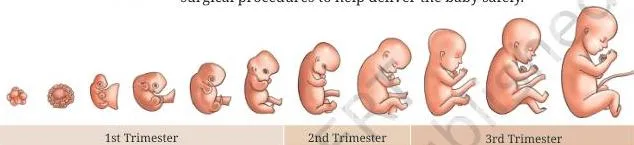 Reproduction How Life Continues Class 9 Notes Stages of pregnancy across three trimesters, showing the developing foetus growing in the uterus over nine months