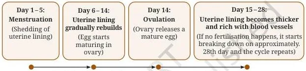 Reproduction How Life Continues Class 9 Notes Key stages of the menstrual cycle across a typical 28-day period, showing the thickening uterine lining, ovulation and menstruation