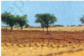 Resources and Development Class 10: NCERT Chapter 1 with PDF Photograph of arid soil, the sandy and saline soil of dry regions that lacks humus and moisture