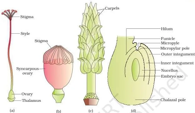 Parts of a Hibiscus flower with the pistil exposed, and a diagrammatic anatropous ovule showing funicle, hilum, integuments, micropyle, chalaza and nucellus